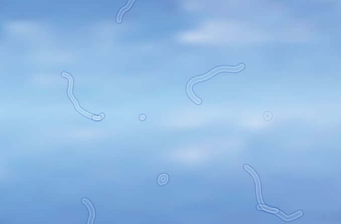 عوائم العين، نقاط سوداء